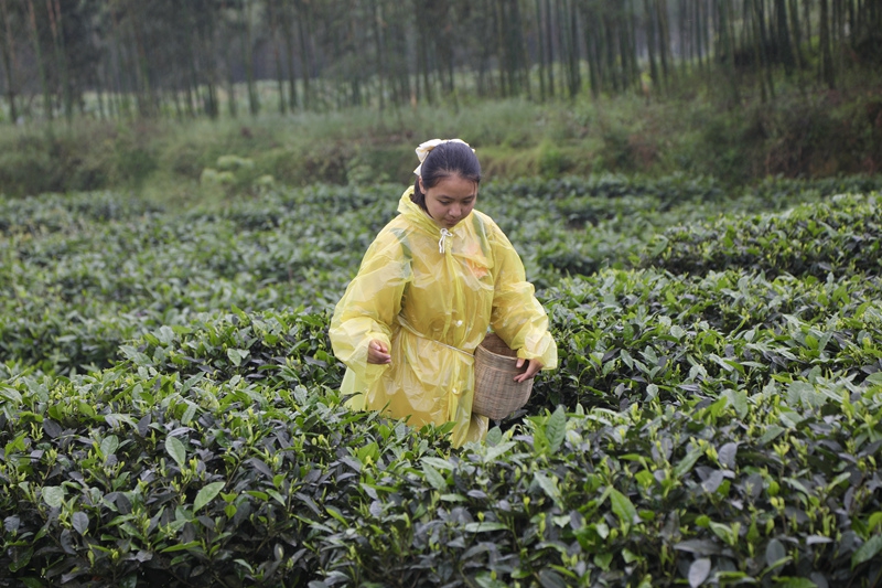 608148cbb3bd0.jpg 圖十.jpg