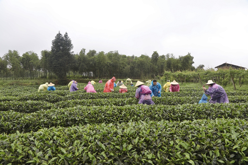 608148e98d690.jpg 圖十二.jpg